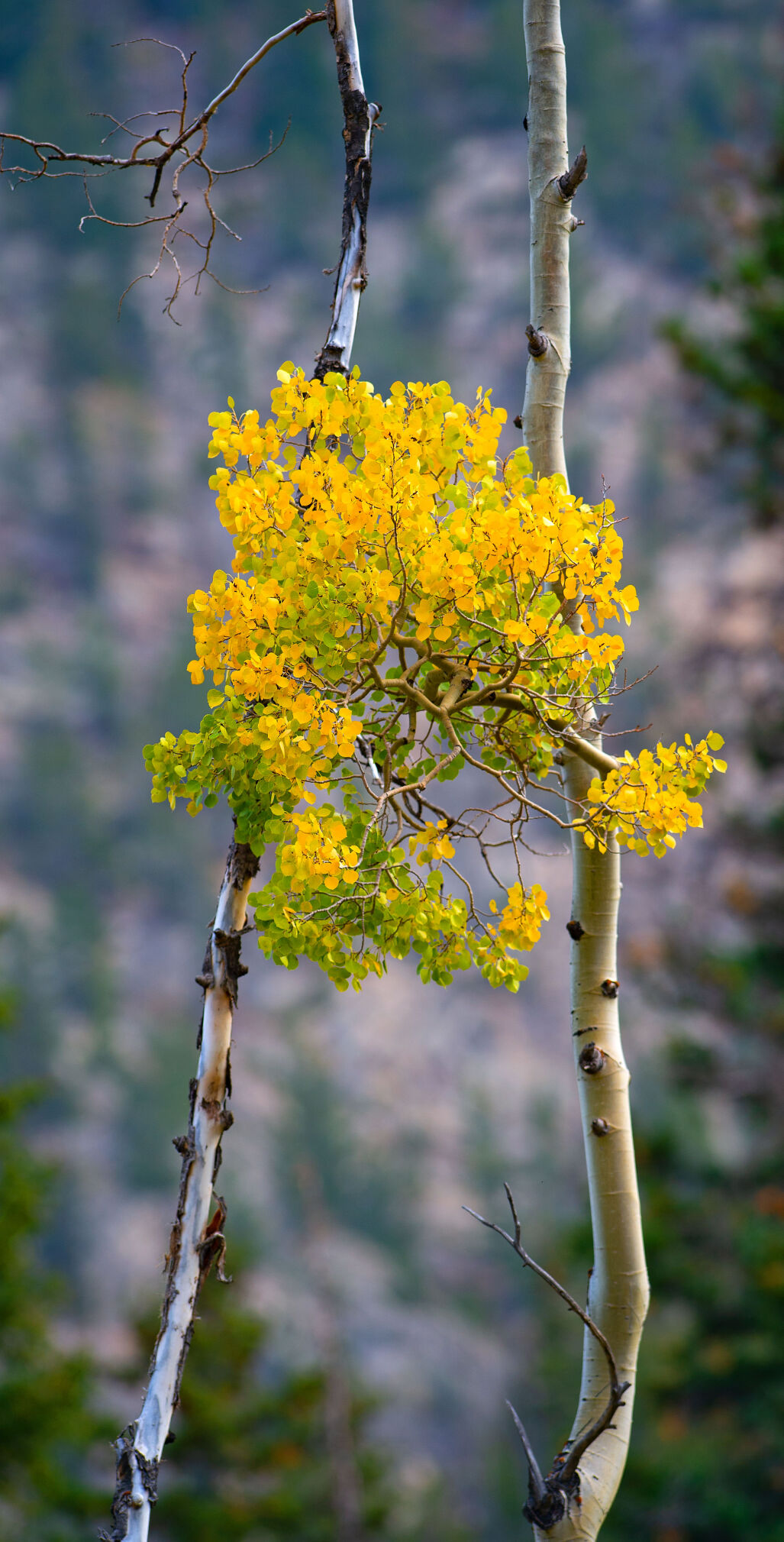 09_23_20 aspen0315.jpg